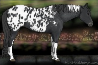 Horse Color:Black Tobiano Near Leopard