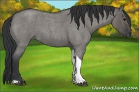 Horse Color:Grullo Roan Tobiano