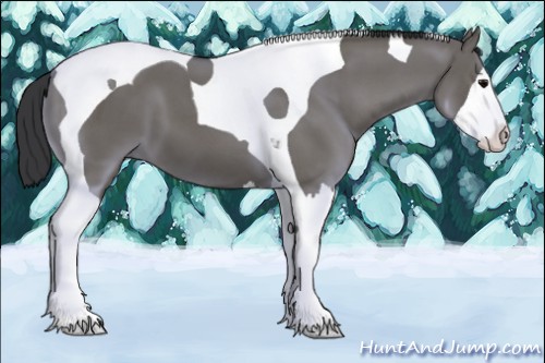 Horse Color:Grullo Splash Tobiano 