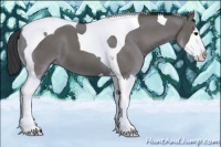 Horse Color:Grullo Splash Tobiano 