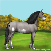 Horse Color:Grullo Roan Frame 