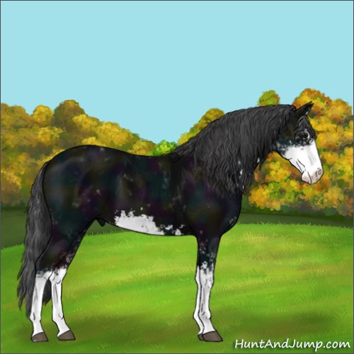 Horse Color:Midnight Black Sabino 