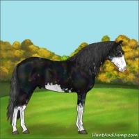 Horse Color:Midnight Black Sabino 