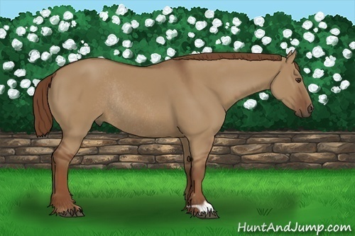 Horse Color:Red Dun Rabicano