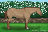 Horse Color:Red Dun Rabicano