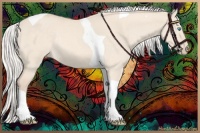 Horse Color:Silver Perlino Dun Tobiano Rabicano