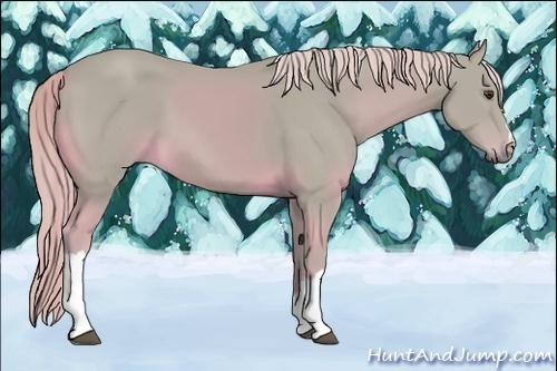 Horse Color:Watercolor Palomino 
