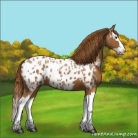 Horse Color:Chestnut Splash Appaloosa 