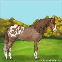 Horse Color:Red Roan Splash Appaloosa 