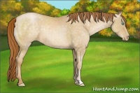 Horse Color:Buckskin Pearl 