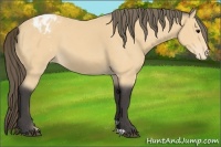 Horse Color:Buckskin Appaloosa 