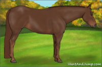 Horse Color:Gray Chestnut 