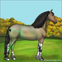 Horse Color:Bay Dun Tobiano 