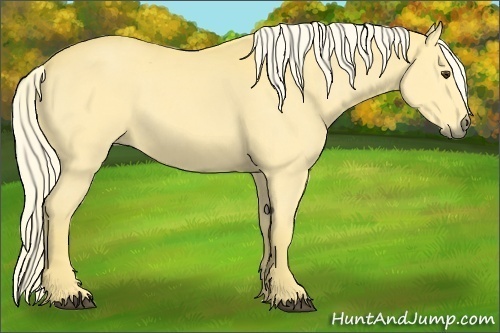 Horse Color:Palomino