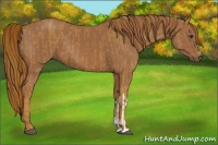 Horse Color:Chestnut and Chestnut