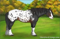 Horse Color:Brown Splash Appaloosa Rabicano