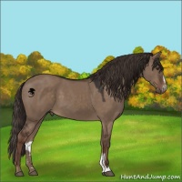 Horse Color:Liver Red Dun Sabino