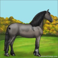 Horse Color:Grullo Sabino  and Grullo Sabino 