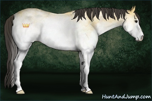 Horse Color:White Spotted Buckskin Rabicano 