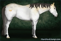 Horse Color:White Spotted Buckskin Rabicano 