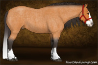 Horse Color:Buckskin Roan Splash 