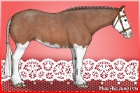 Horse Color:Silver Bay Roan Splash