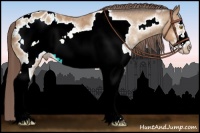 Horse Color:White Spotted Amber Champagne Frame Appaloosa 