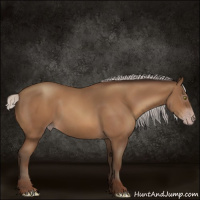 Horse Color:Gray Silver Amber Champagne 