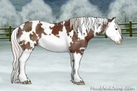 Horse Color:White Spotted Silver Brown Splash