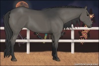 Horse Color:Grullo Rabicano 