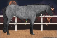 Horse Color:Blue Roan