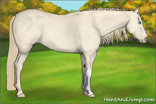 Horse Color:Perlino 