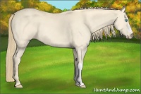 Horse Color:Perlino 