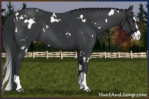 Horse Color:White Spotted Black Splash