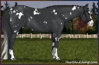 Horse Color:White Spotted Black Splash