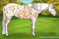 Horse Color:Bay Splash Tobiano Appaloosa  and Buckskin Splash Tobiano Appaloosa 