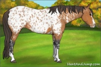 Horse Color:Bay Splash Tobiano Near Leopard and Bay Splash Tobiano Near Leopard