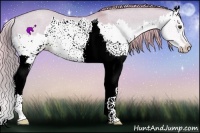 Horse Color:Watercolor Red Dun Splash 