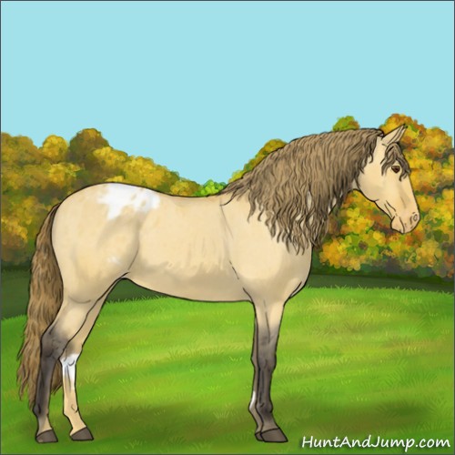 Horse Color:Buckskin Roan Dun Appaloosa 