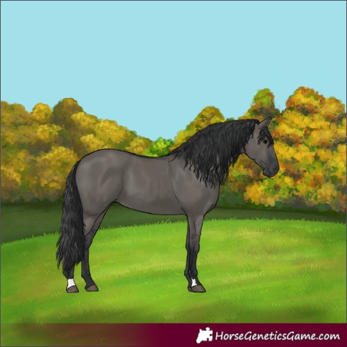 Horse Color:Grullo 