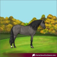Horse Color:Grullo 