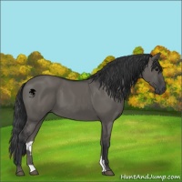 Horse Color:Grullo 