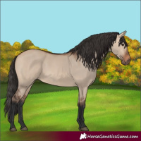 Horse Color:Bay Dun 