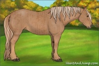 Horse Color:Chestnut  and Red Roan 