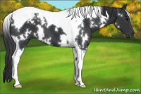 Horse Color:White Spotted Black Tobiano 