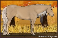 Horse Color:Palomino 