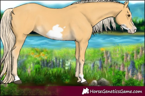 Horse Color:Palomino Frame 