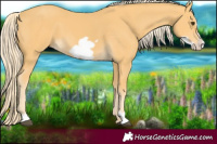 Horse Color:Palomino Frame 