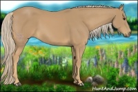 Horse Color:Palomino 