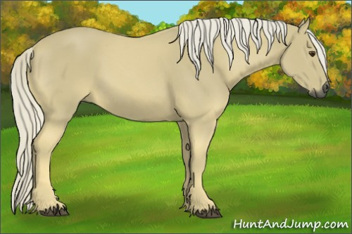 Horse Color:Gray Palomino